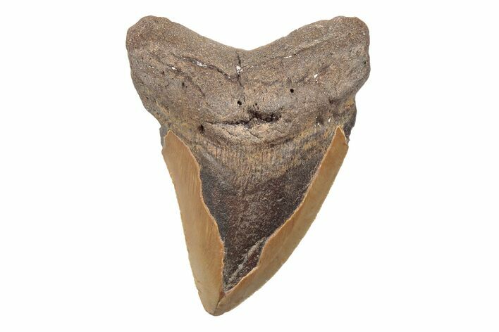 Bargain, 4.41" Fossil Megalodon Tooth - North Carolina